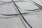 Artesa Dreams Euro Pillow Top Mattress - Image 10